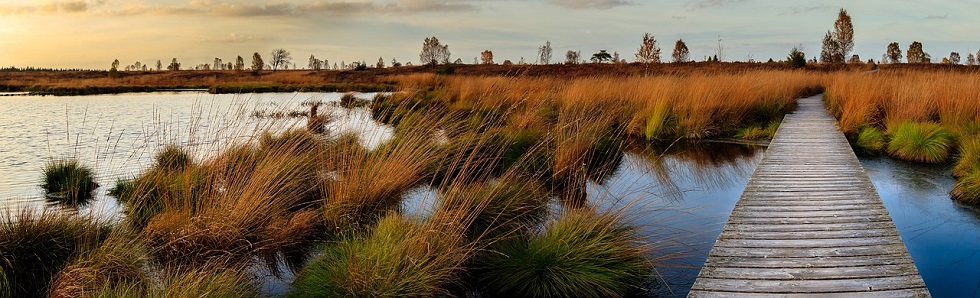 SOLIDMAGIC header image showing grass, water and a wooden boardwalk